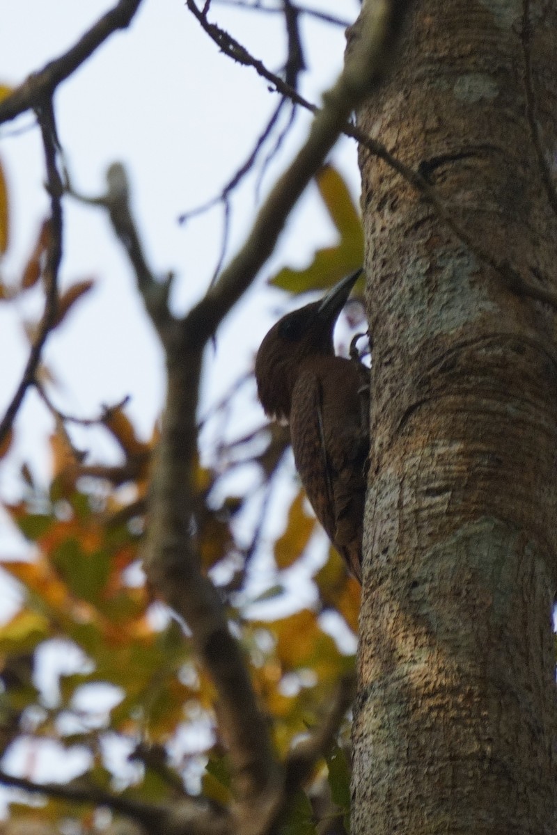 Rufous Woodpecker - ML616716043