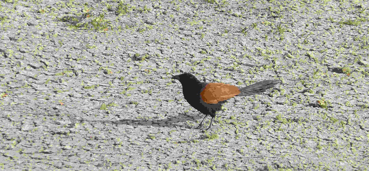 Greater Coucal (Southern) - ML616716320