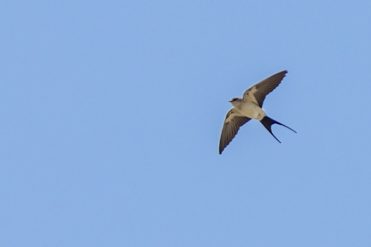 Red-rumped Swallow - ML616716592