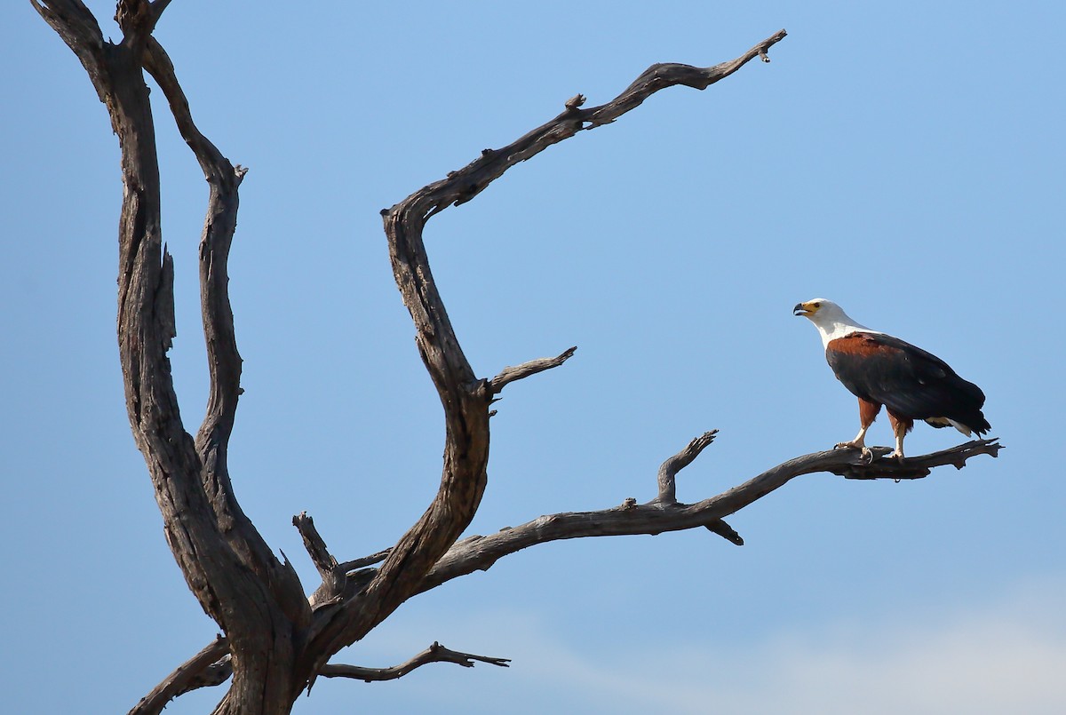 African Fish-Eagle - ML616716602