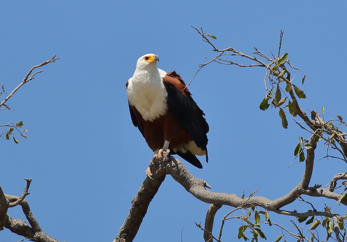 African Fish-Eagle - ML616716606