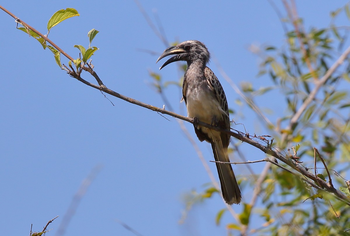 African Gray Hornbill - Yannick FRANCOIS