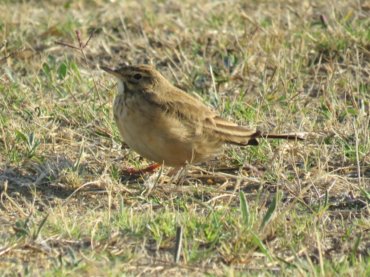 African Pipit (African) - ML616716651