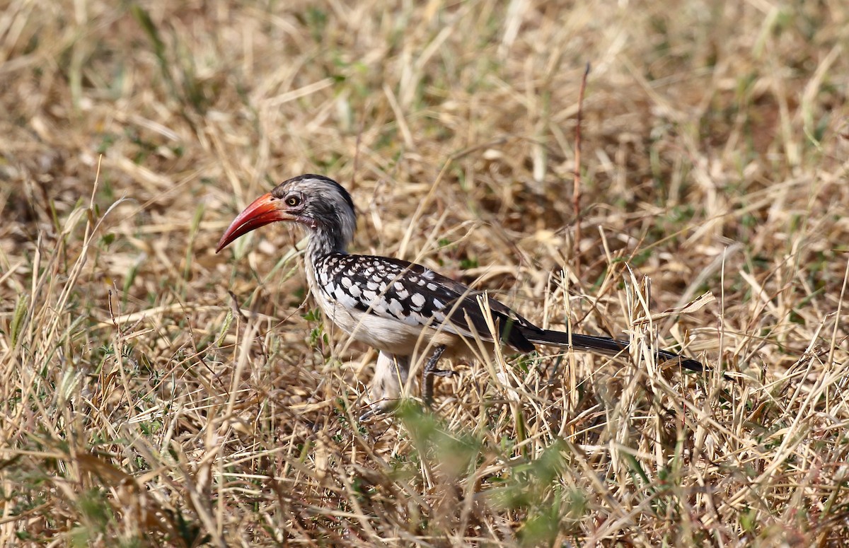 Southern Red-billed Hornbill - Yannick FRANCOIS