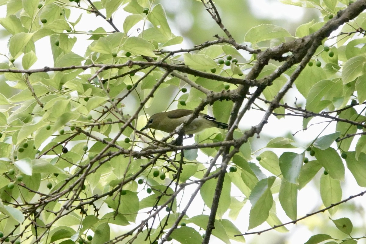 Fork-tailed Sunbird - ML616716796