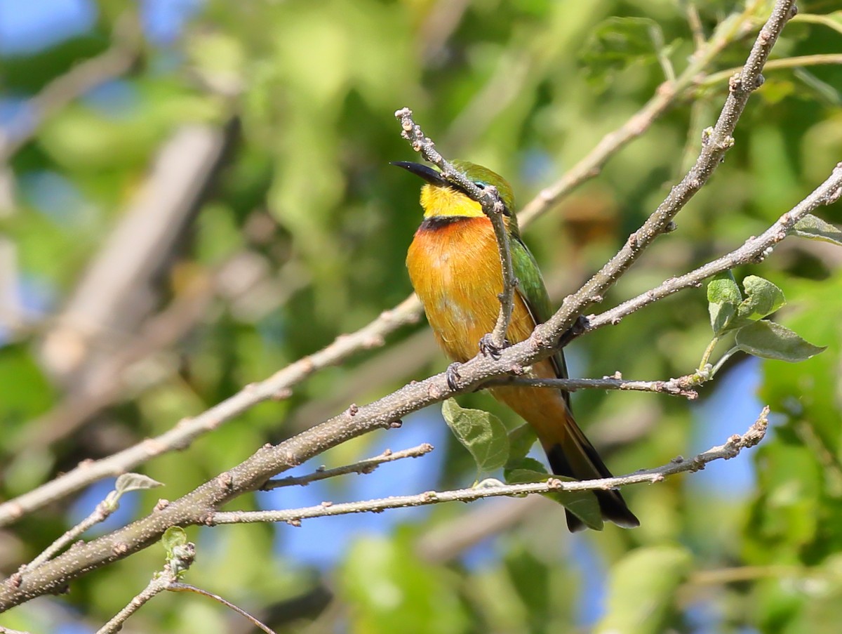 Little Bee-eater - Yannick FRANCOIS