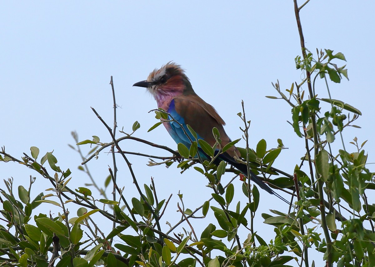 Lilac-breasted Roller (Lilac-breasted) - Yannick FRANCOIS