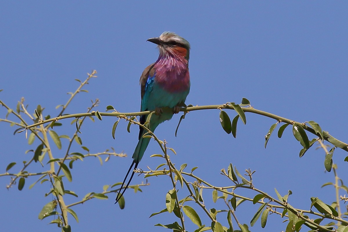 Lilac-breasted Roller (Lilac-breasted) - Yannick FRANCOIS