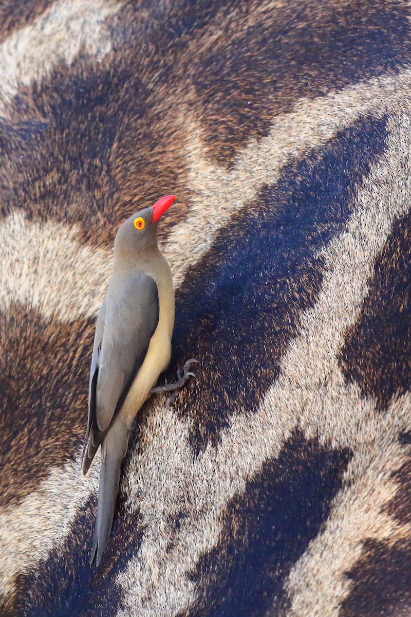 Red-billed Oxpecker - ML616717032