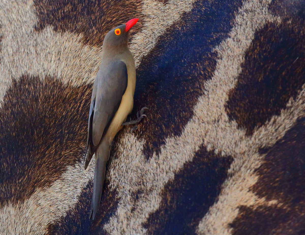 Red-billed Oxpecker - ML616717041