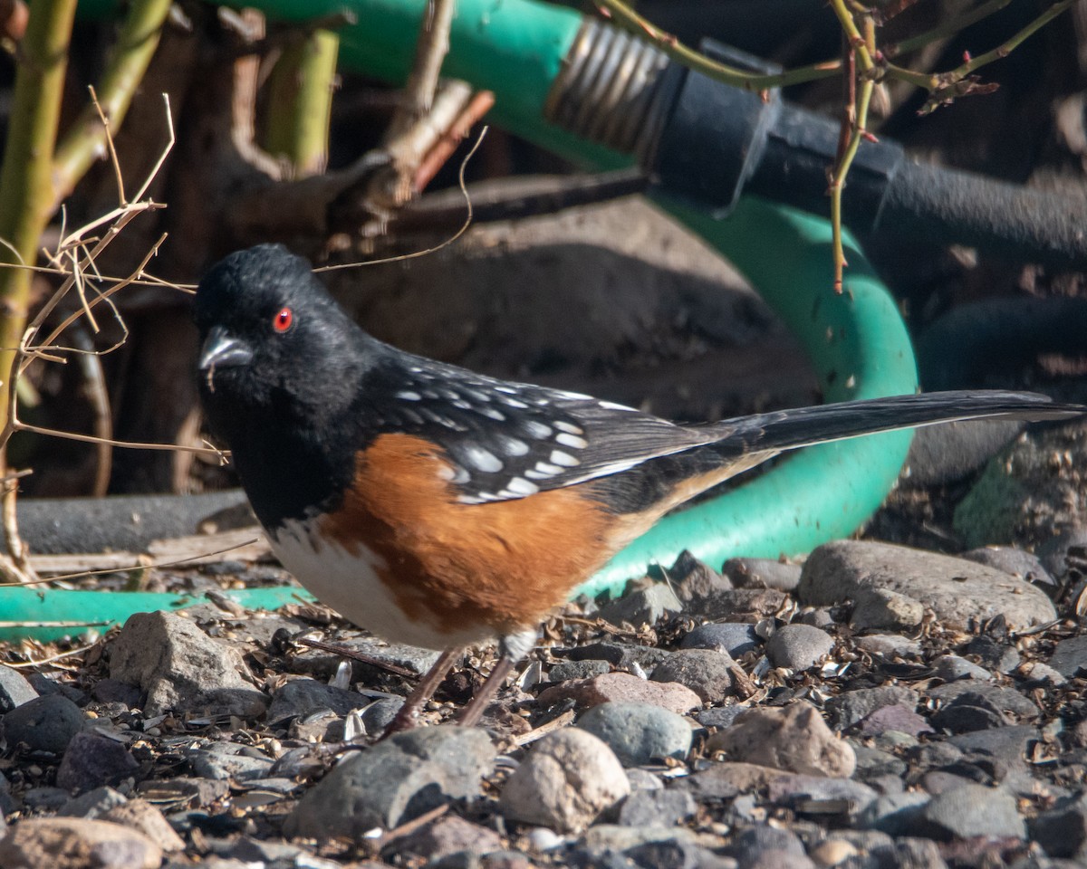 Spotted Towhee - ML616717046