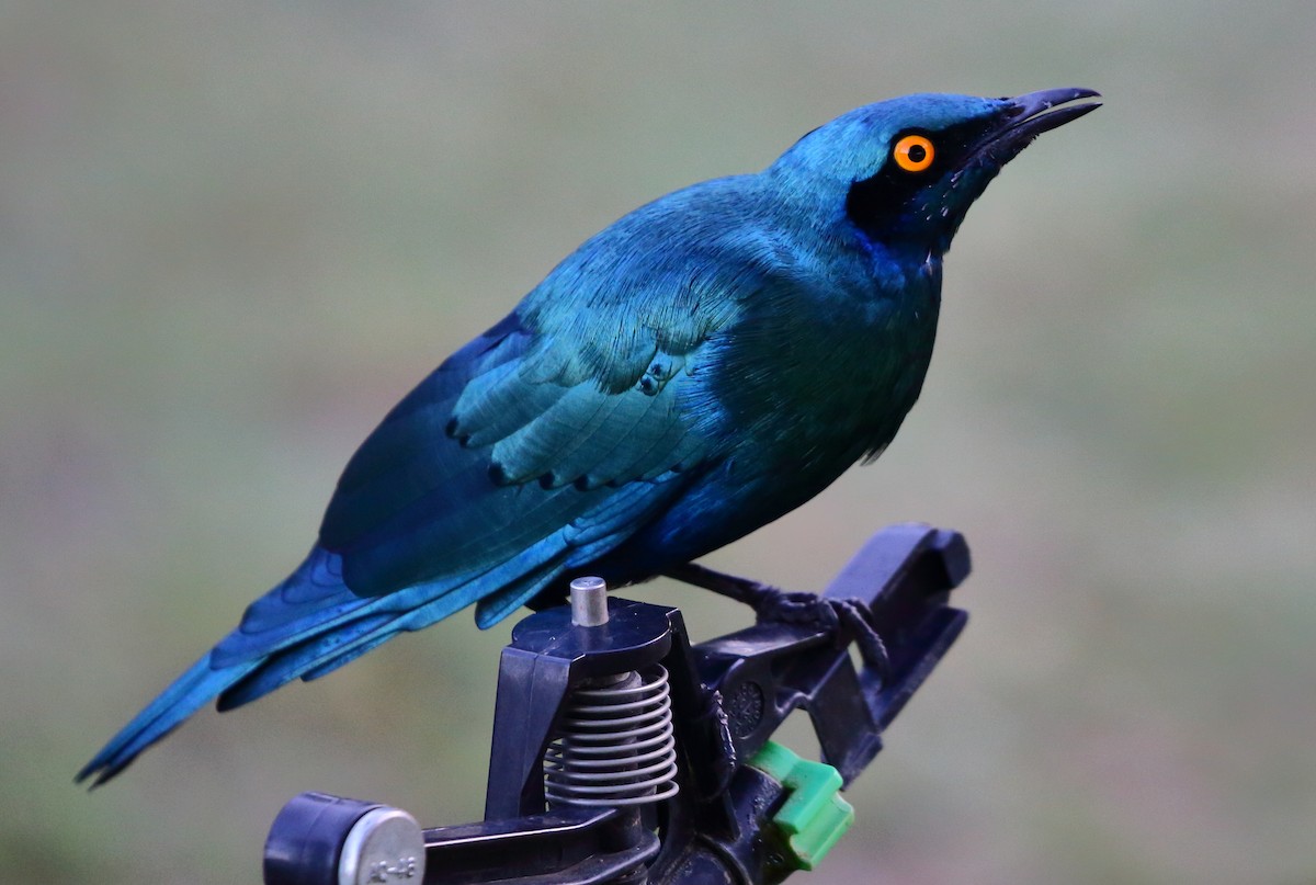 Greater Blue-eared Starling - Yannick FRANCOIS