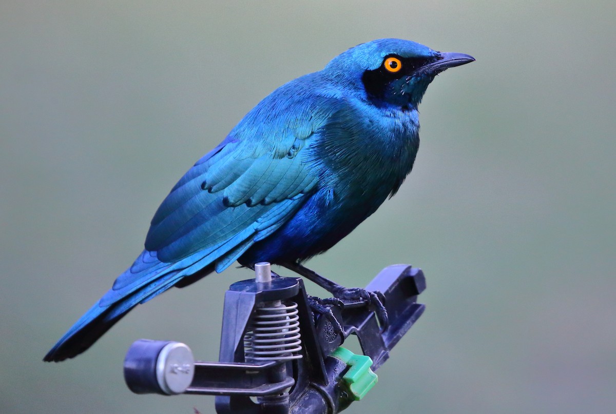 Greater Blue-eared Starling - ML616717071