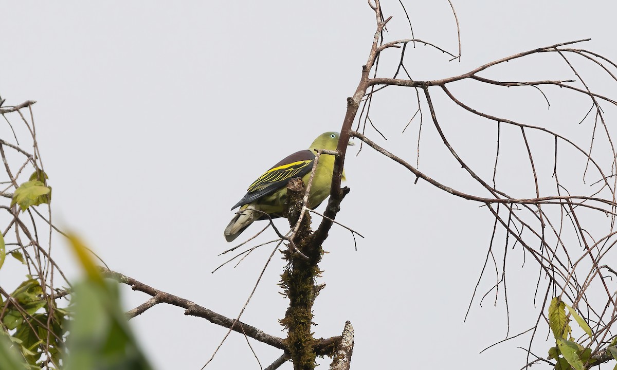Philippine Green-Pigeon - ML616717099