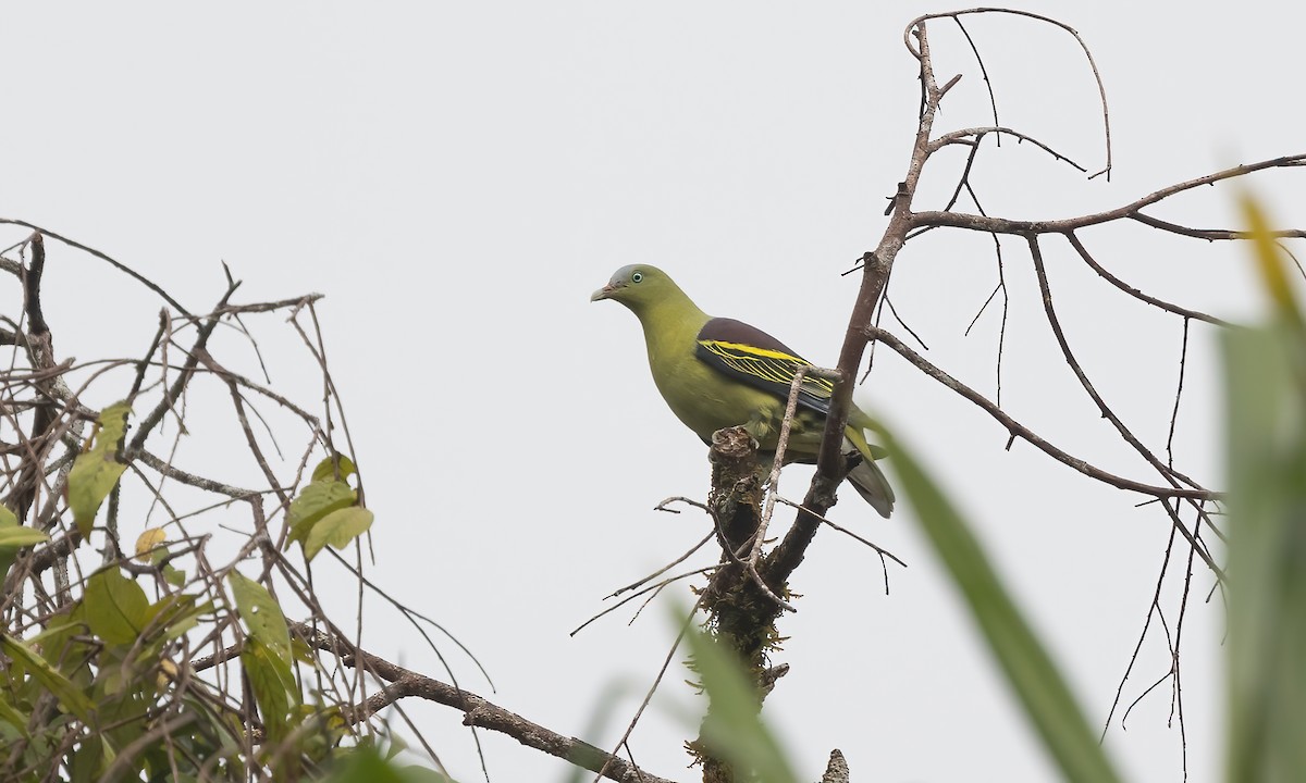 Philippine Green-Pigeon - ML616717100
