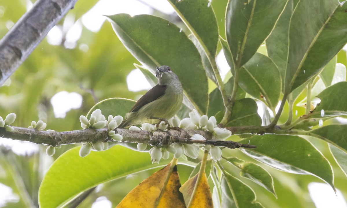 Gray-throated Sunbird - Paul Fenwick