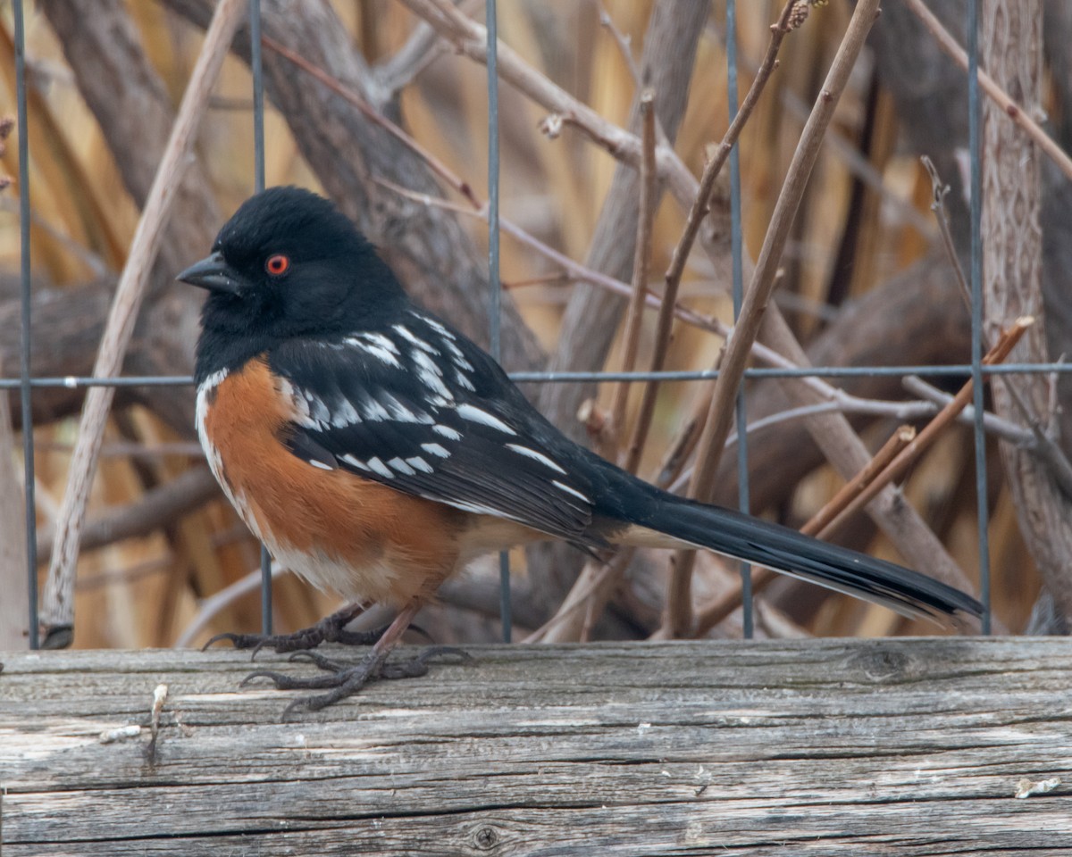 Spotted Towhee - ML616717180