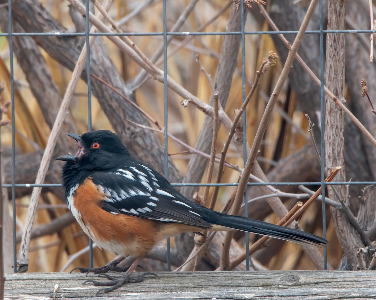 Spotted Towhee - ML616717181