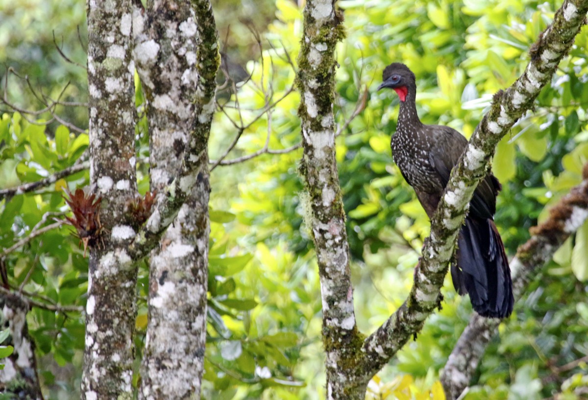 Crested Guan - ML616717205