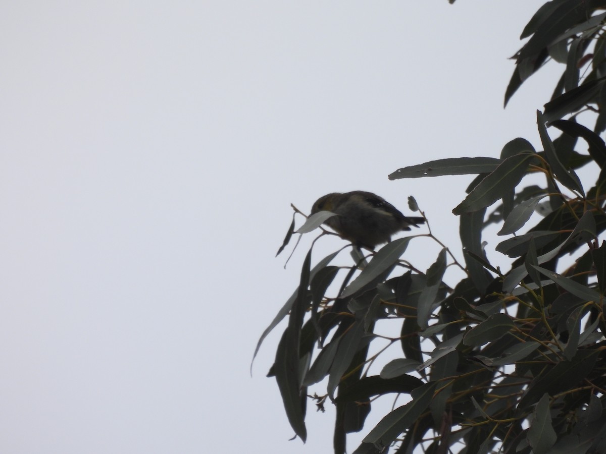 Tasmanpanthervogel - ML616717369
