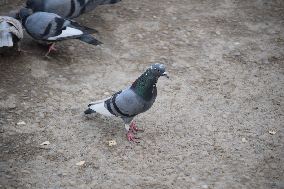 Rock Pigeon (Feral Pigeon) - ML616717420