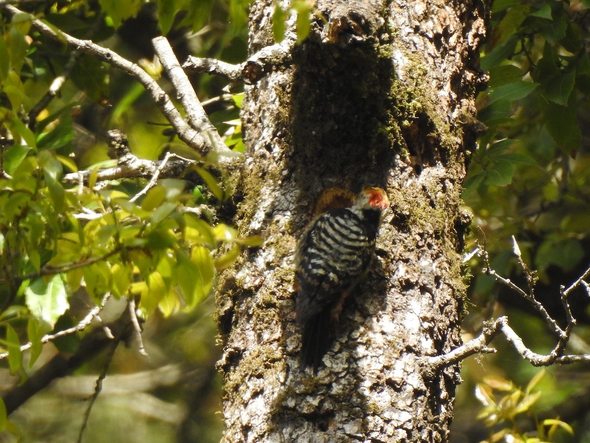 Brown-fronted Woodpecker - ML616717429