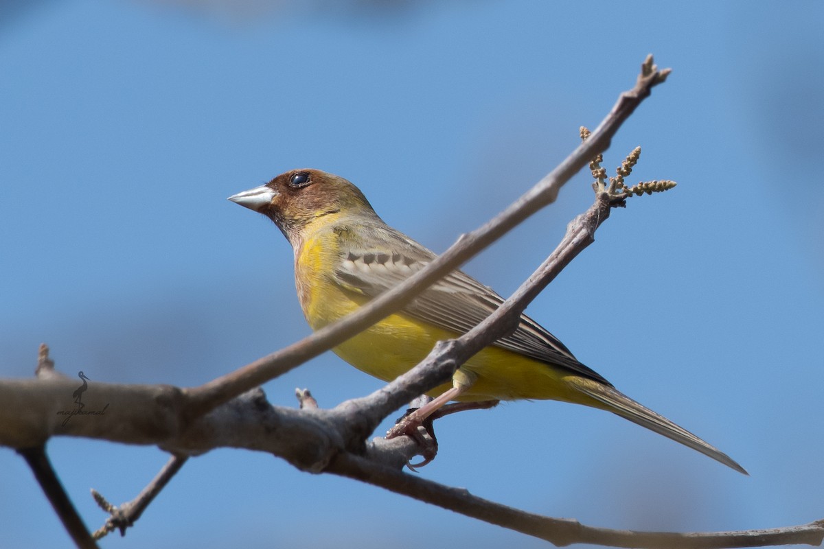 Red-headed Bunting - ML616717539