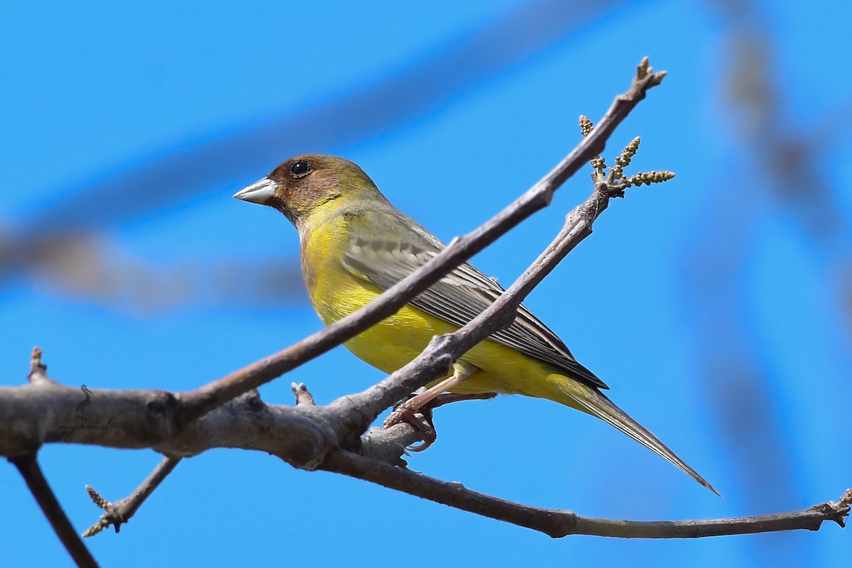 Red-headed Bunting - ML616717549
