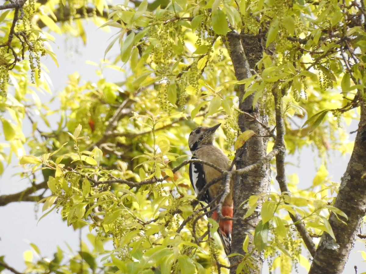 Himalayan Woodpecker - ML616717721