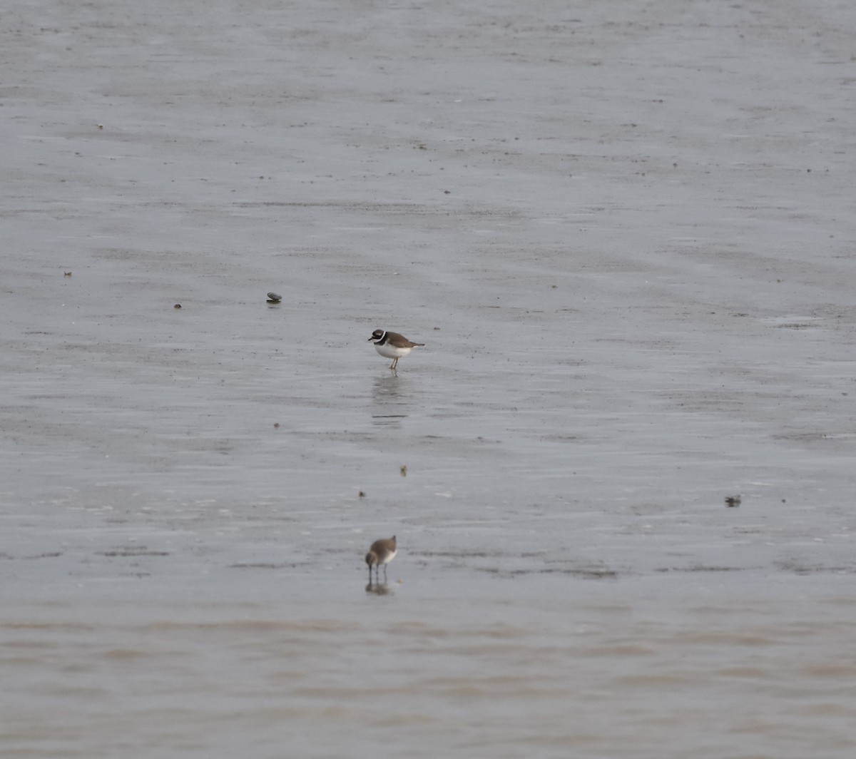 Common Ringed Plover - ML616717768