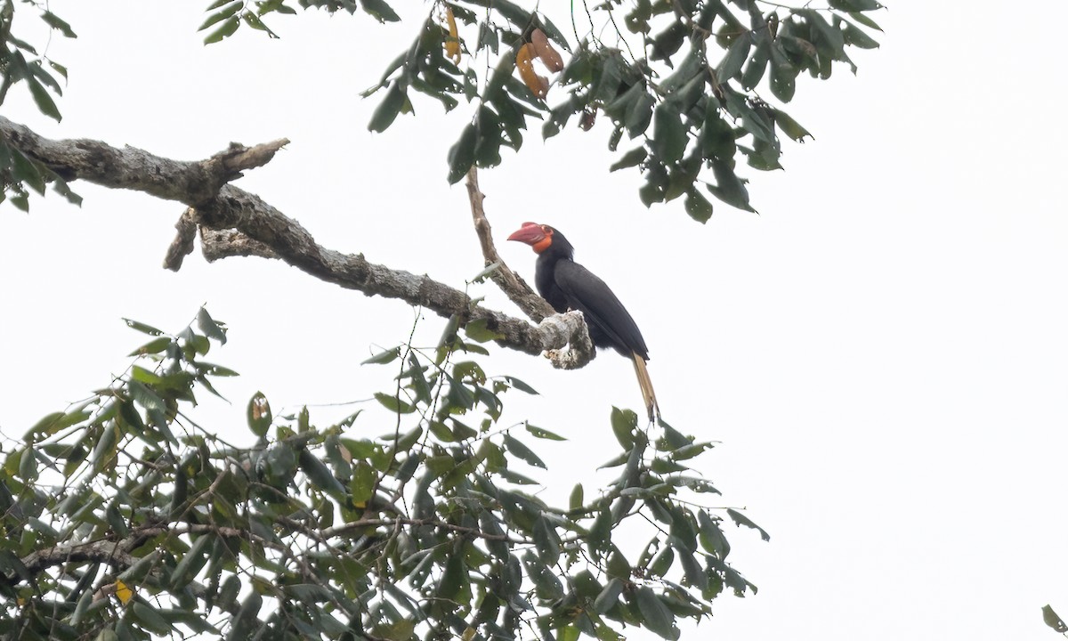 Writhed Hornbill - ML616717998
