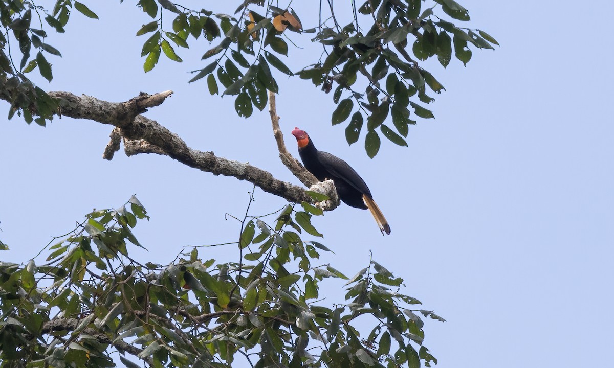 Writhed Hornbill - ML616718001