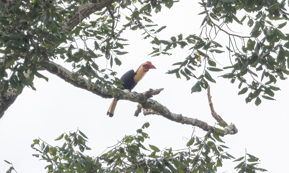 Writhed Hornbill - ML616718002