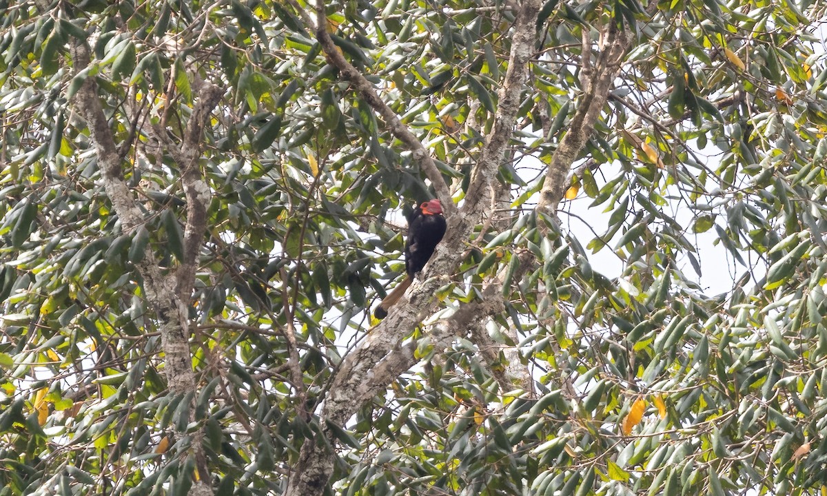 Writhed Hornbill - ML616718003