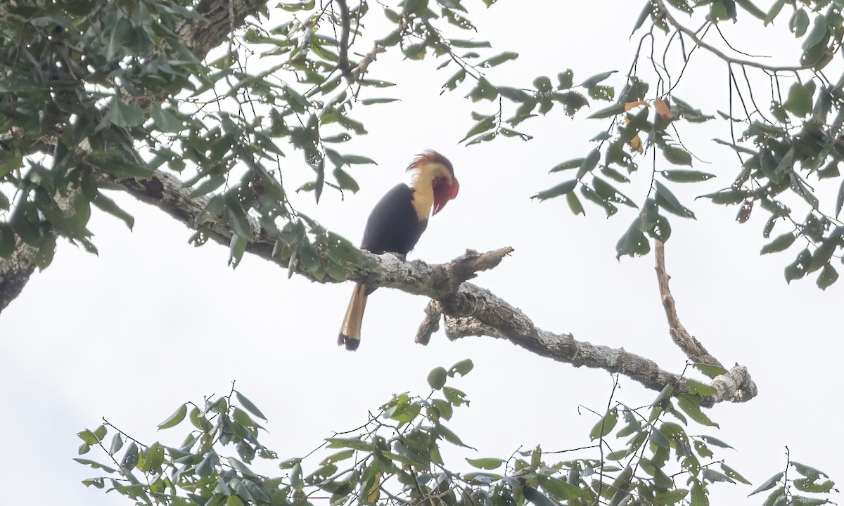 Writhed Hornbill - ML616718005