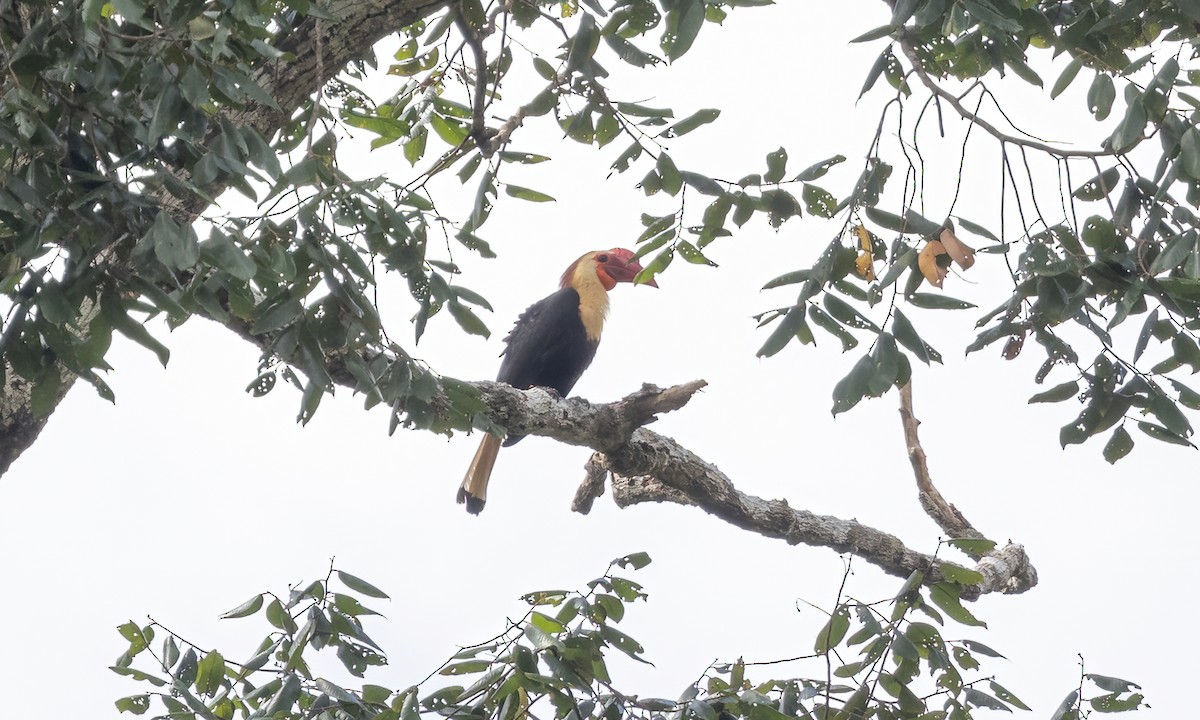 Writhed Hornbill - ML616718006