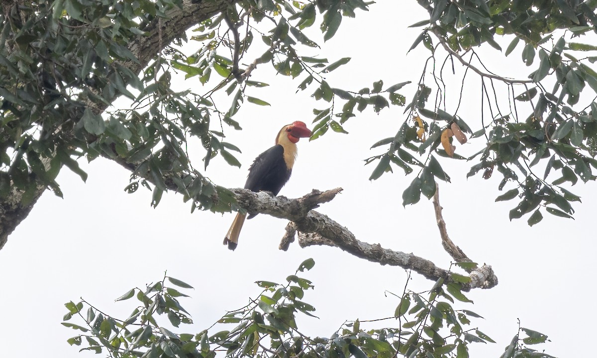 Writhed Hornbill - ML616718007