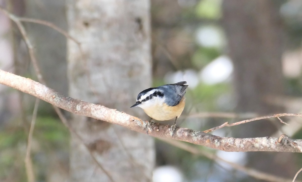 Red-breasted Nuthatch - ML616718039