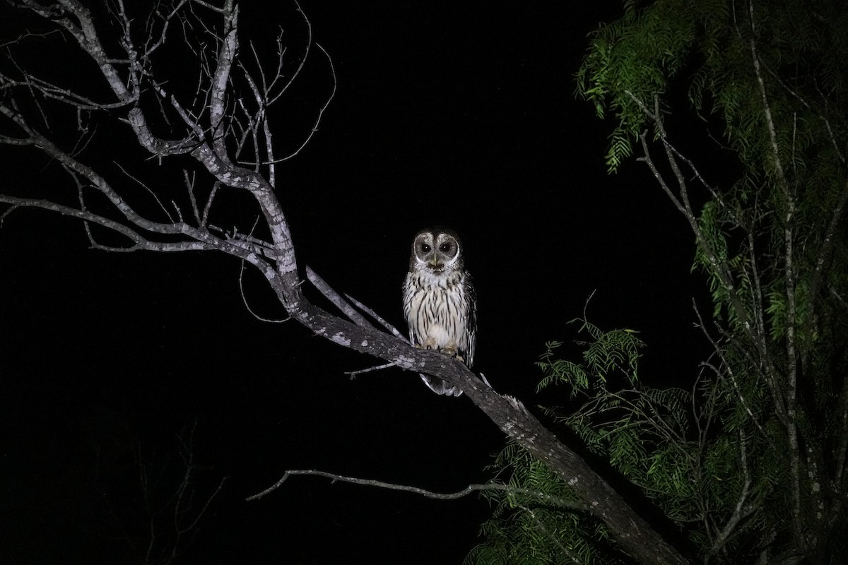 Mottled Owl - Mark Otnes