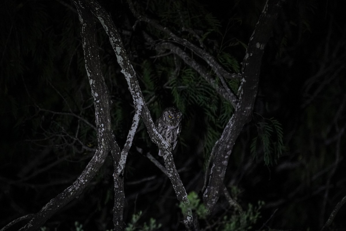 Eastern Screech-Owl (McCall's) - ML616718093