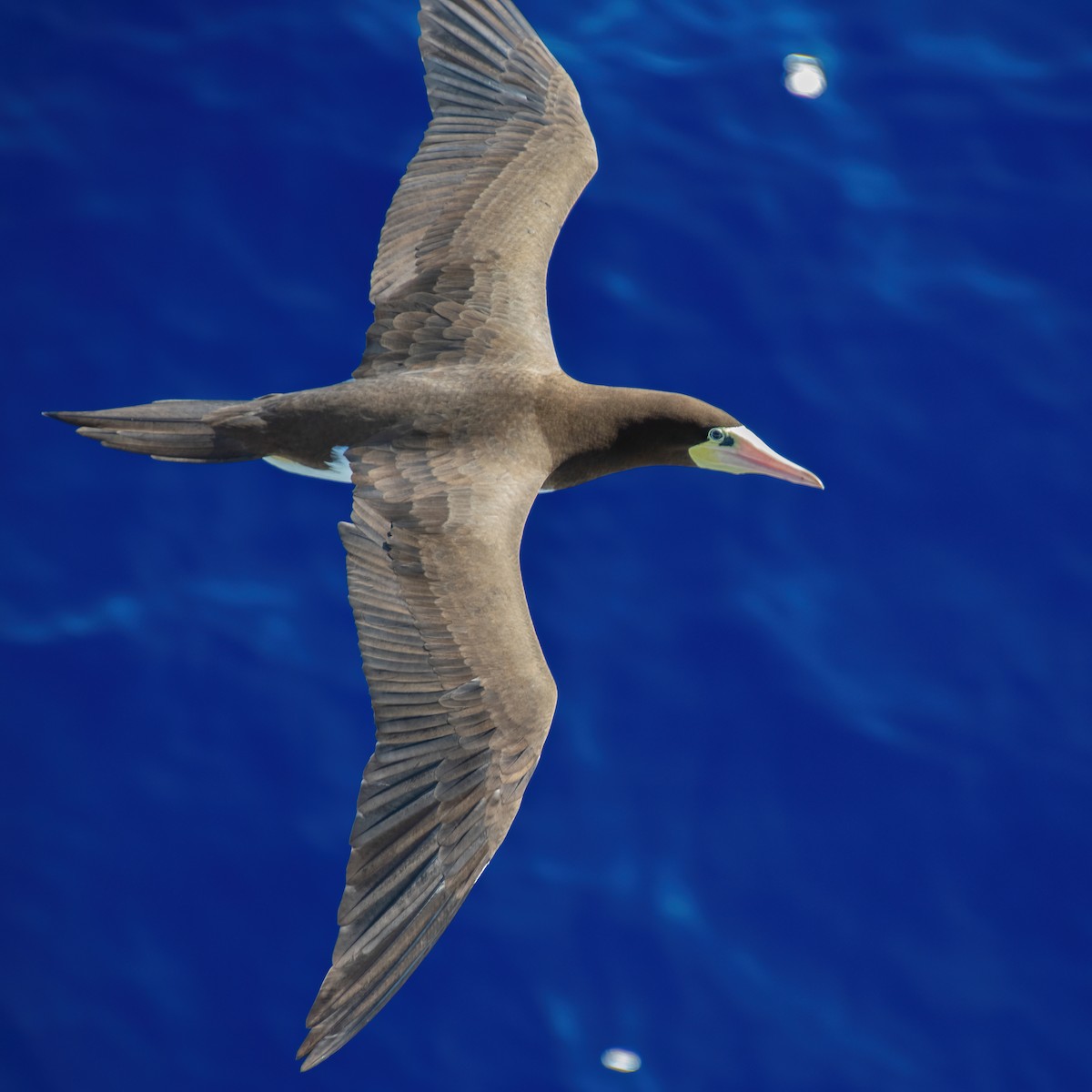 Brown Booby - ML616718156