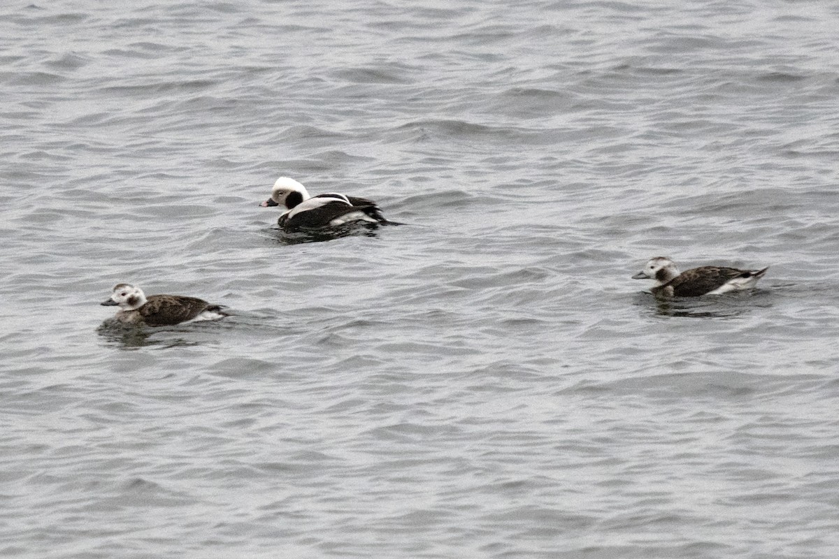 Long-tailed Duck - ML616718163