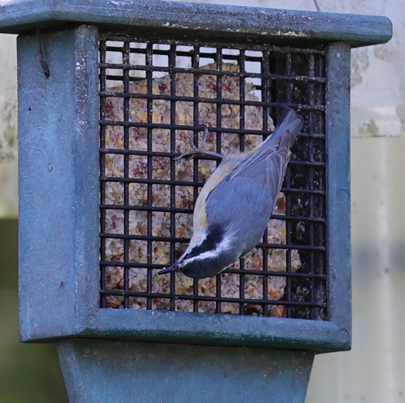 Red-breasted Nuthatch - Will Wright