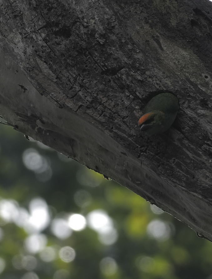 Flame-fronted Barbet - Edwin octosa