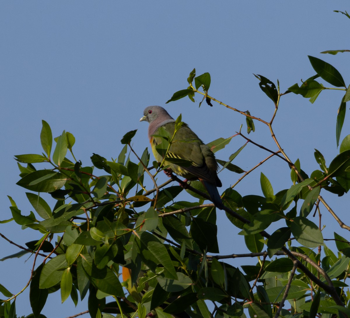 Pink-necked Green-Pigeon - ML616718274