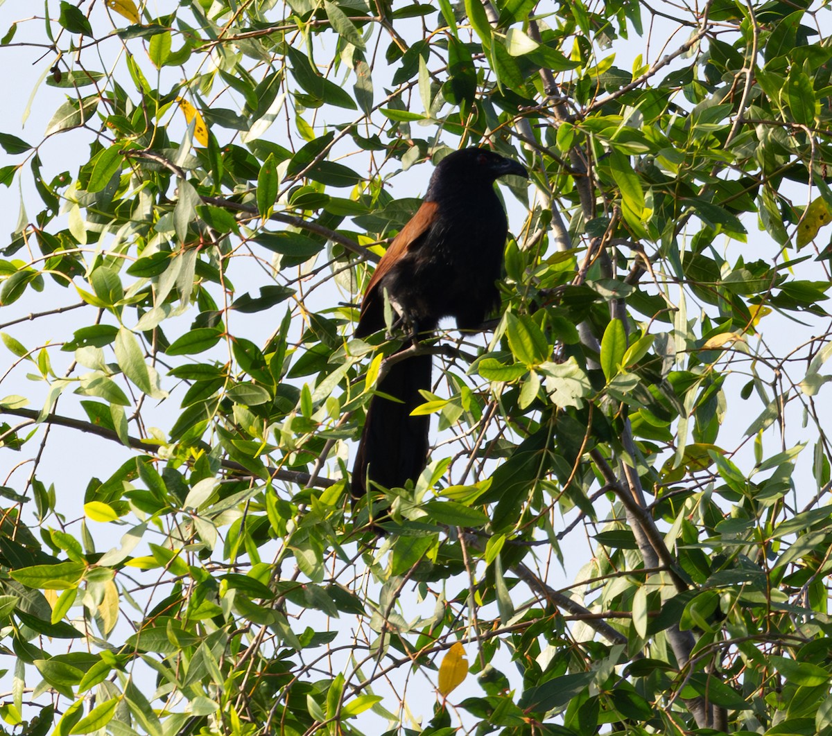 Greater Coucal - ML616718280