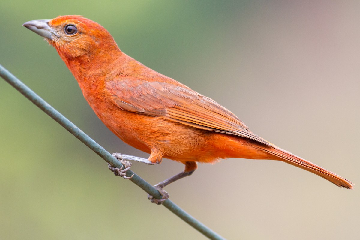 Hepatic Tanager - ML616718284