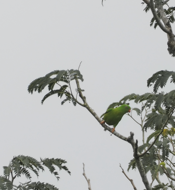 Yellow-throated Hanging-Parrot - ML616718312