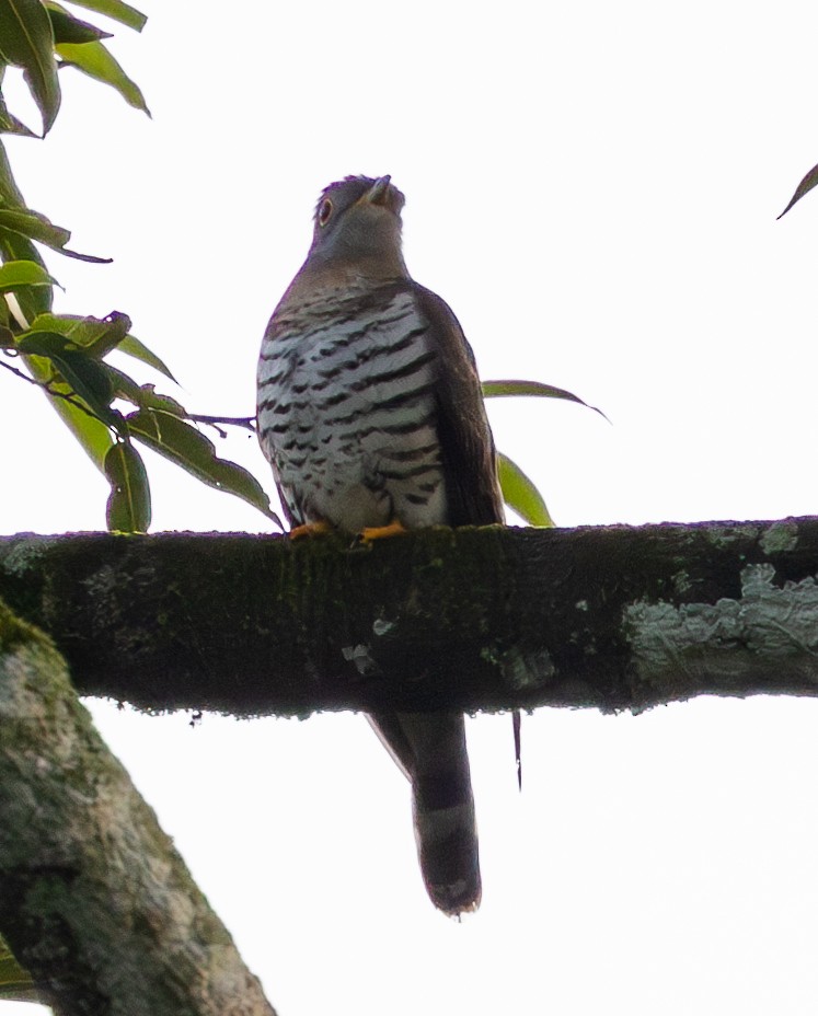 Indian Cuckoo - ML616718313