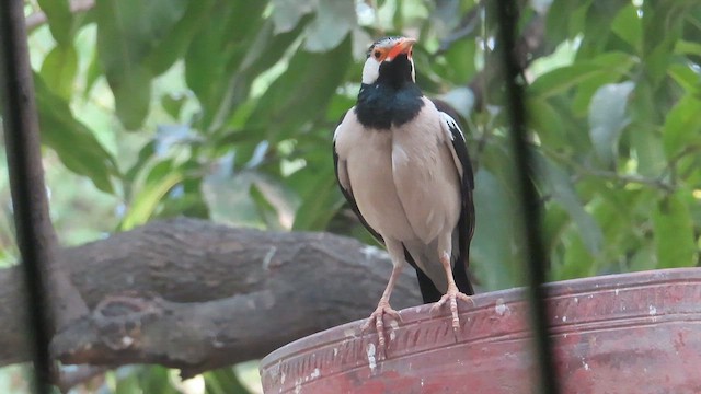 Indian Pied Starling - ML616718345